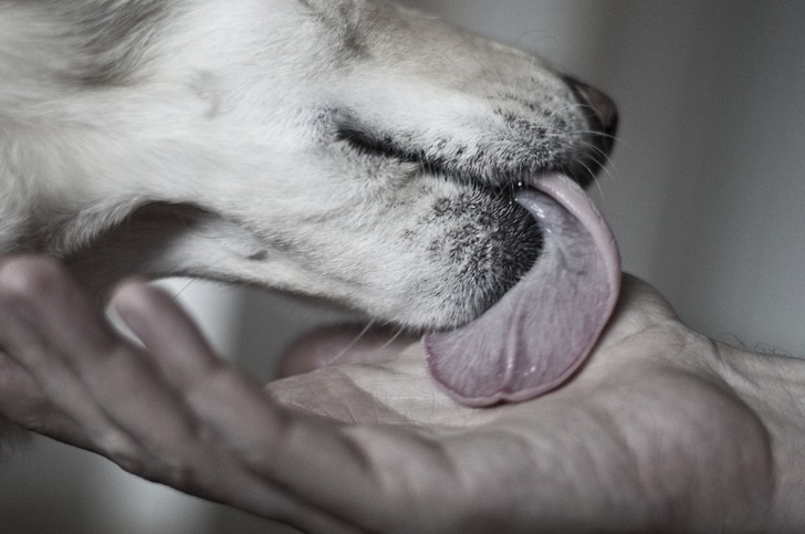 Scopri di più sull'articolo Perchè non vaccino i miei cani