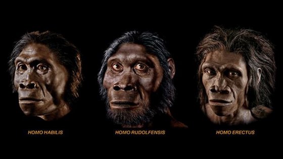 Scopri di più sull'articolo La dieta dell&apos;Homo Erectus? Mangiava prevalentemente frutta e verdure