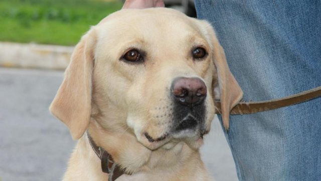 Scopri di più sull'articolo I cani percepiscono le cattive persone a vista, prima dell’ essere umano. Lo afferma una ricerca