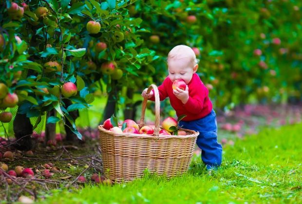 Scopri di più sull'articolo L’uomo nasce frugivoro?