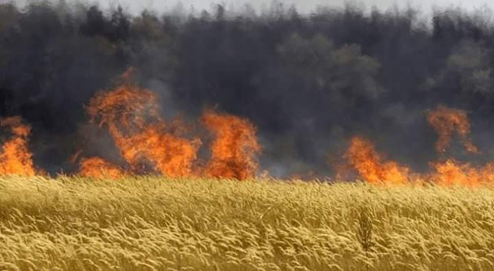 Scopri di più sull'articolo L’Ungheria distrugge tutte le sementi Monsanto OGM, e brucia i campi di mais