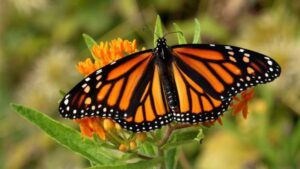 Scopri di più sull'articolo “La lezione della farfalla”: una piccola e bellissima storia che insegna ad affrontare la vita