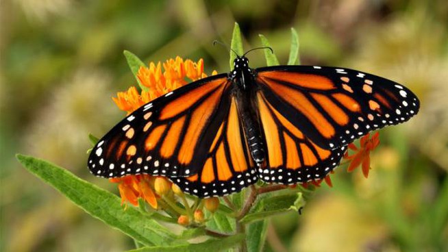 Scopri di più sull'articolo “La lezione della farfalla”: una piccola e bellissima storia che insegna ad affrontare la vita